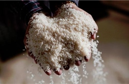 Trung Quốc hủy mua 1,2 triệu tấn gạo Thái Lan 